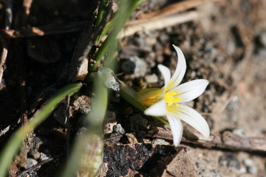 Romulea columnae